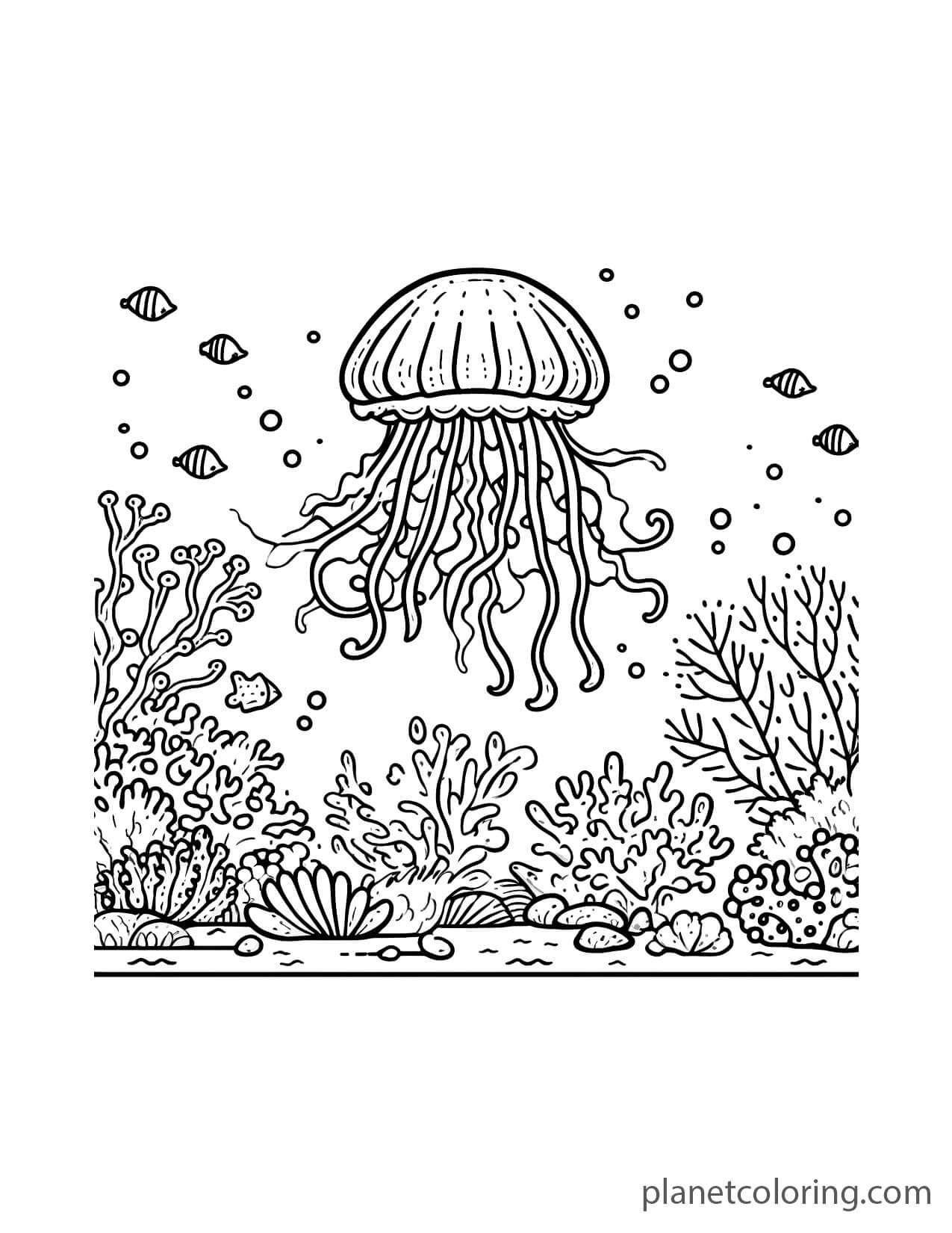 Jellyfish and corals
